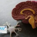 Comprendre la paralysie cérébrale : Causes et prise en charge de cette affection pédiatrique