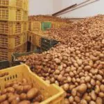 Un trop-plein qui secoue le marché : faut-il lever le gel sur l’export de pommes de terre ?