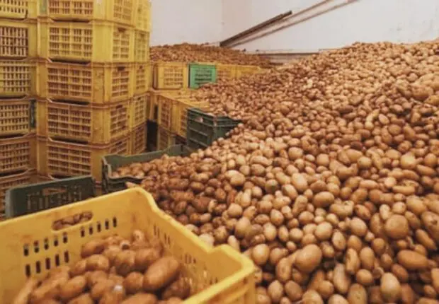 Un trop-plein qui secoue le marché : faut-il lever le gel sur l’export de pommes de terre ?