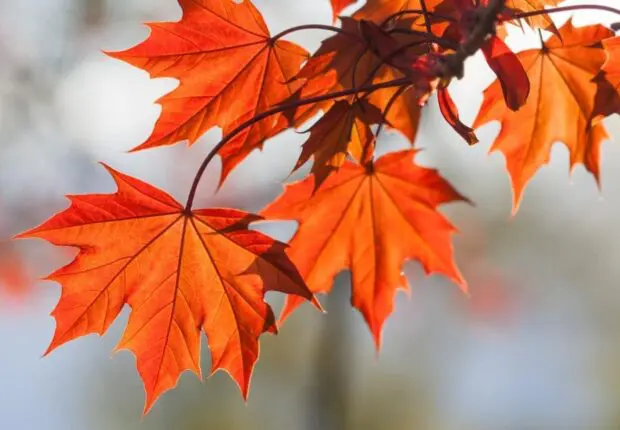 Le temps en Algérie ce mercredi 22 octobre : quels caprices nous réserve la météo aujourd’hui ?