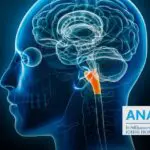 Tumeur du tronc cérébral : reconnaître les signes neurologiques