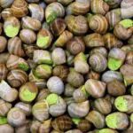 Oran : une ferme exporte 3 tonnes d’escargots vers l’Italie, une première en Algérie