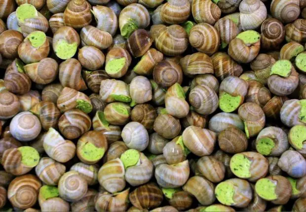 Oran : une ferme exporte 3 tonnes d’escargots vers l’Italie, une première en Algérie