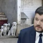 #StopGaloufa : le ministre Yacine Oualid ouvre enfin la porte aux défenseurs des animaux