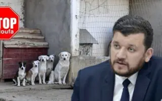 #StopGaloufa : le ministre Yacine Oualid ouvre enfin la porte aux défenseurs des animaux