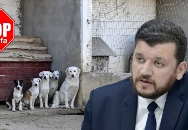 #StopGaloufa : le ministre Yacine Oualid ouvre enfin la porte aux défenseurs des animaux