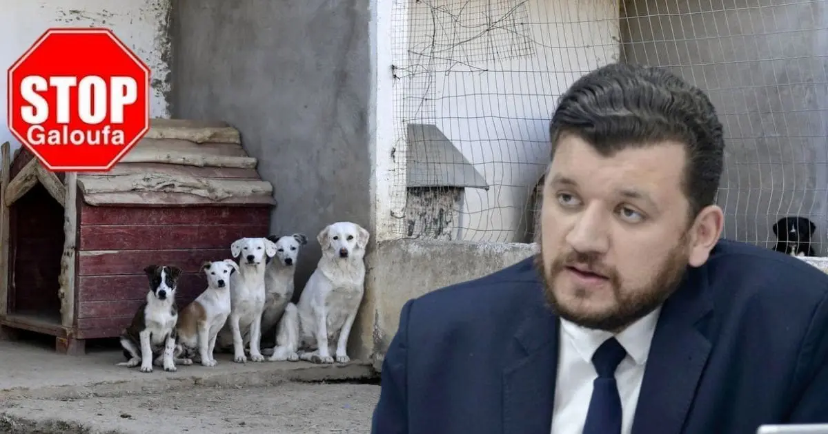 #StopGaloufa : le ministre Yacine Oualid ouvre enfin la porte aux défenseurs des animaux