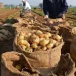 Son prix a atteint 15 DA/kg : L’Algérie débloque enfin l’exportation de la pomme de terre