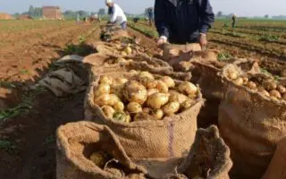 Son prix a atteint 15 DA/kg : L’Algérie débloque enfin l’exportation de la pomme de terre
