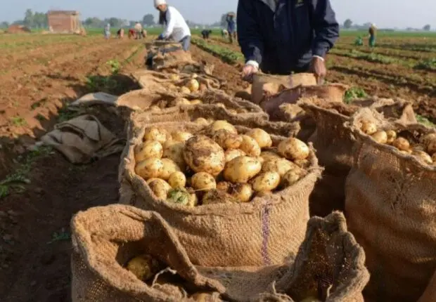 Son prix a atteint 15 DA/kg : L’Algérie débloque enfin l’exportation de la pomme de terre