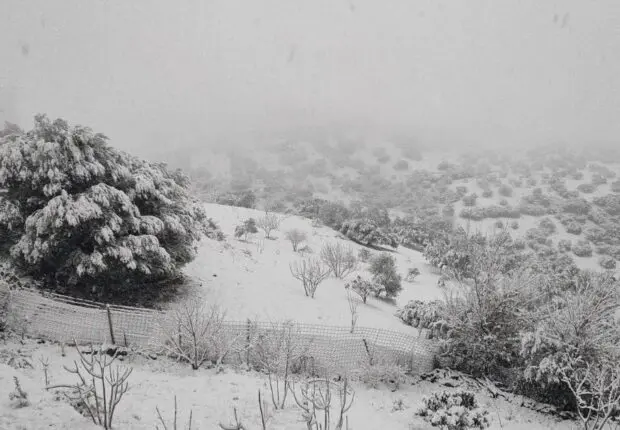 ALERTE NEIGE : Météo Algérie émet son premier BMS, 19 wilayas en vigilance orange ce week-end