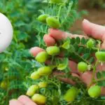 Agriculture : l’Algérie grimpe au 2ᵉ rang arabe dans la production de cette légumineuse stratégique