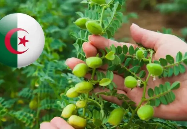 Agriculture : l’Algérie grimpe au 2ᵉ rang arabe dans la production de cette légumineuse stratégique