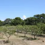Des champs de Béjaïa aux rayons des États-Unis : ce produit de terroir franchit l’océan