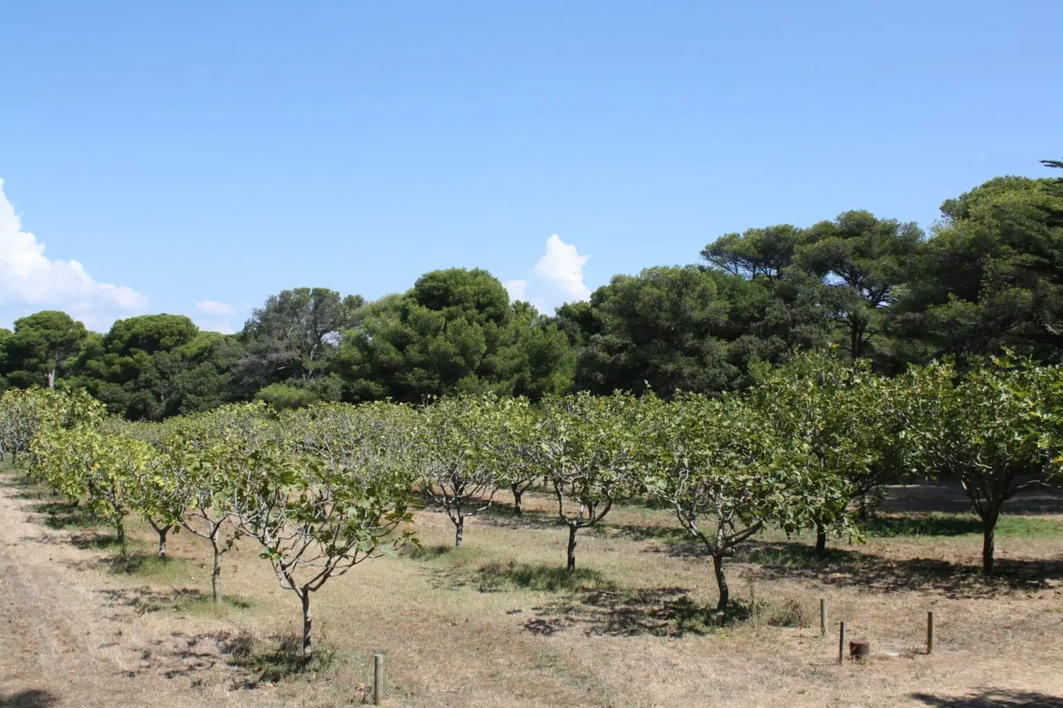 Des champs de Béjaïa aux rayons des États-Unis : ce produit de terroir franchit l’océan