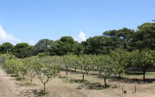 Des champs de Béjaïa aux rayons des États-Unis : ce produit de terroir franchit l’océan
