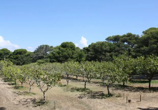 Des champs de Béjaïa aux rayons des États-Unis : ce produit de terroir franchit l’océan
