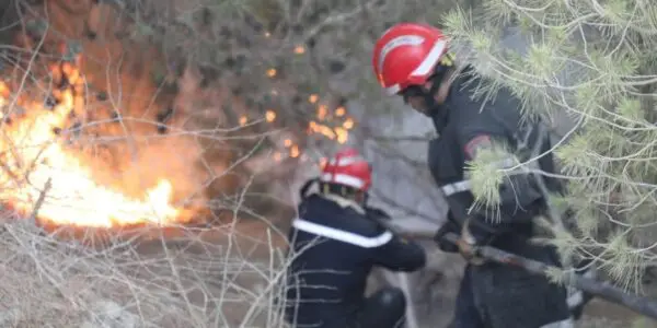 Feux de forêt : 29 incendies en 24 heures, la Protection civile en alerte maximale