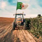 Loin devant le Maroc et la Tunisie, ce produit vital hisse l’Algérie au 2ᵉ rang arabe