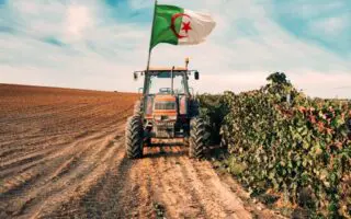 Loin devant le Maroc et la Tunisie, ce produit vital hisse l’Algérie au 2ᵉ rang arabe