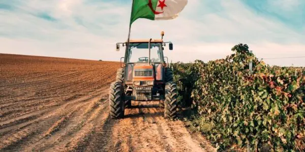 Loin devant le Maroc et la Tunisie, ce produit vital hisse l’Algérie au 2ᵉ rang arabe