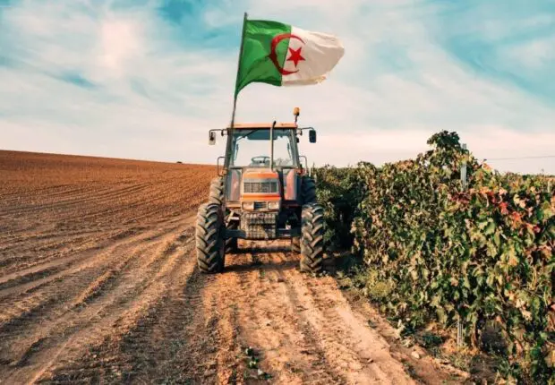 Loin devant le Maroc et la Tunisie, ce produit vital hisse l’Algérie au 2ᵉ rang arabe