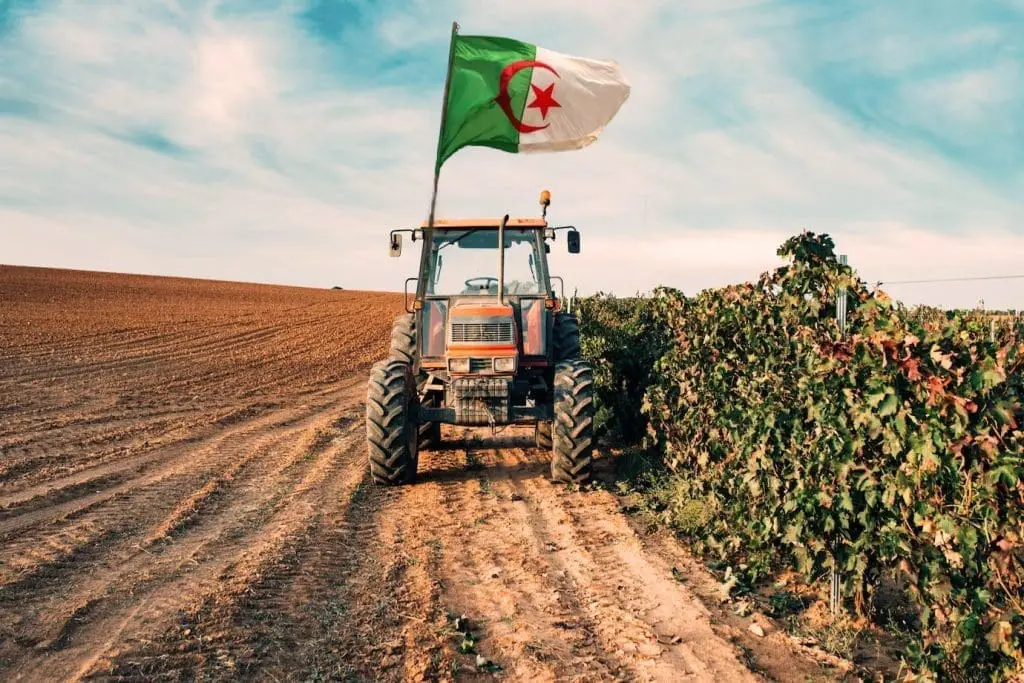 Loin devant le Maroc et la Tunisie, ce produit vital hisse l’Algérie au 2ᵉ rang arabe