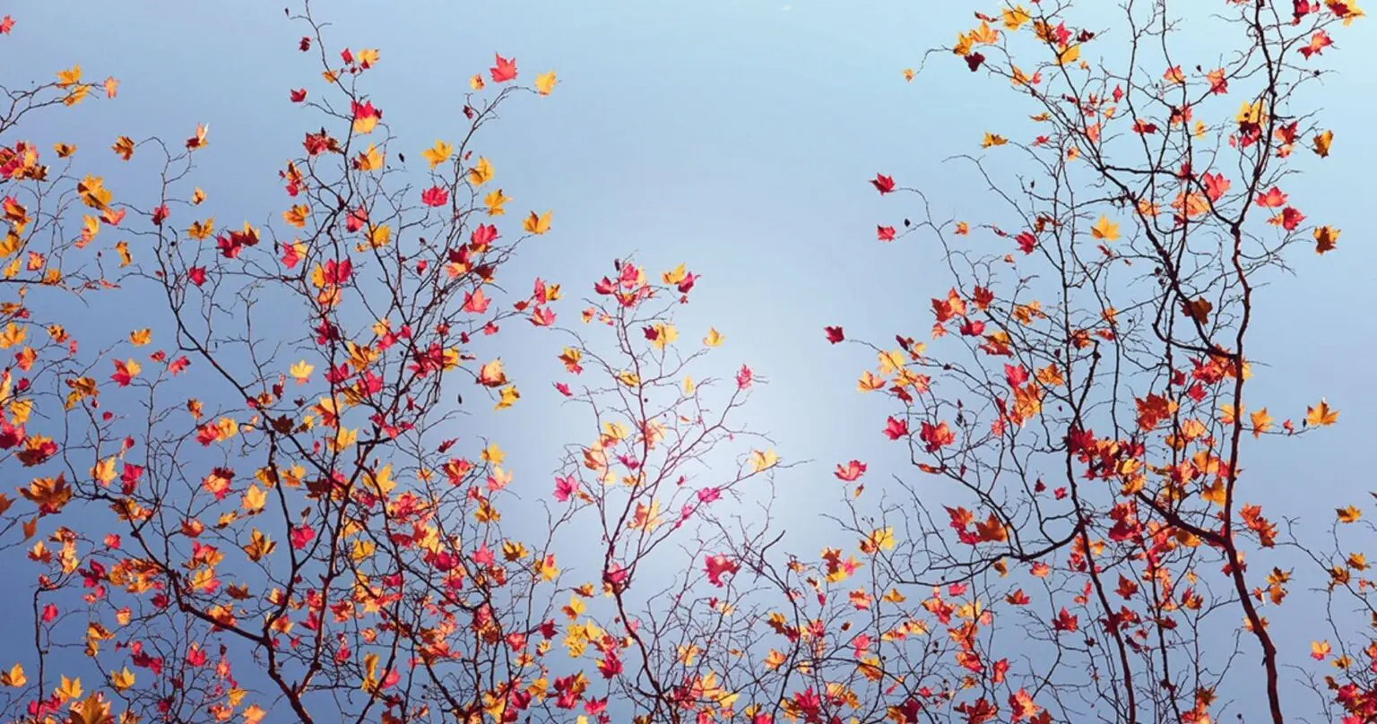 Prévisions météo en Algérie : quel temps fera-t-il ce mercredi 5 novembre ?
