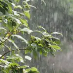 Alerte météo en Algérie : fortes pluies au rendez-vous ce lundi 3 novembre !