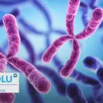 Qu’est-ce que le syndrome de Klinefelter ? comprendre ses symptômes et ses traitements