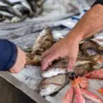Du poisson pour tous : l’Algérie crée une société publique pour réorganiser le marché