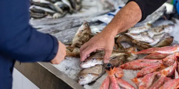 Du poisson pour tous : l’Algérie crée une société publique pour réorganiser le marché