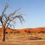 Pollution, sols dégradés et biodiversité détruite : l’héritage écologique du colonialisme à l’étude