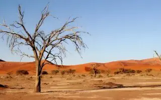 Pollution, sols dégradés et biodiversité détruite : l’héritage écologique du colonialisme à l’étude