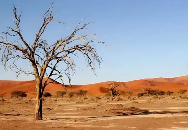 Pollution, sols dégradés et biodiversité détruite : l’héritage écologique du colonialisme à l’étude