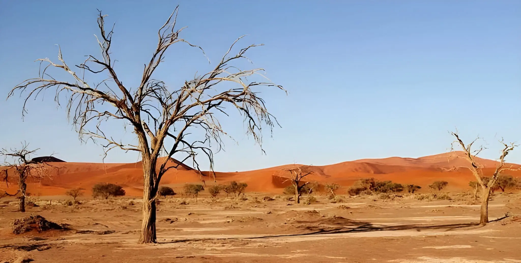 Pollution, sols dégradés et biodiversité détruite : l’héritage écologique du colonialisme à l’étude