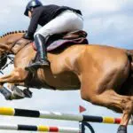 Conflit fédération d’équitation – ministère du Sport : les cavaliers algériens privés des compétitions