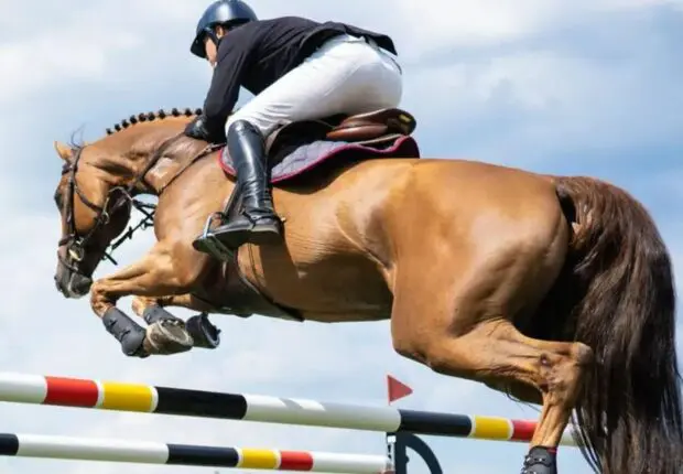 Conflit fédération d’équitation – ministère du Sport : les cavaliers algériens privés des compétitions