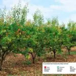 Une production record de ce fruit propulse l’Algérie au top 5 mondial en 2025
