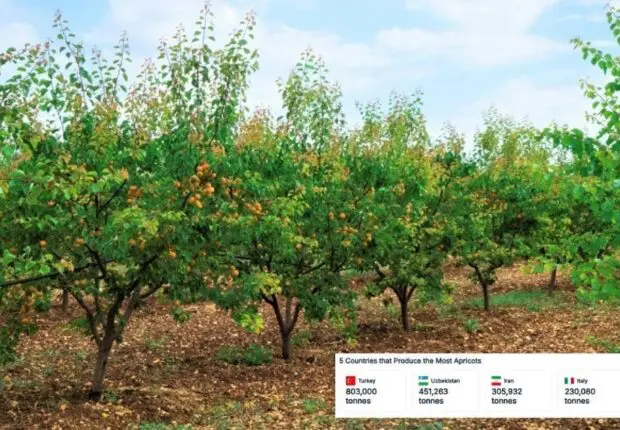 Une production record de ce fruit propulse l’Algérie au top 5 mondial en 2025