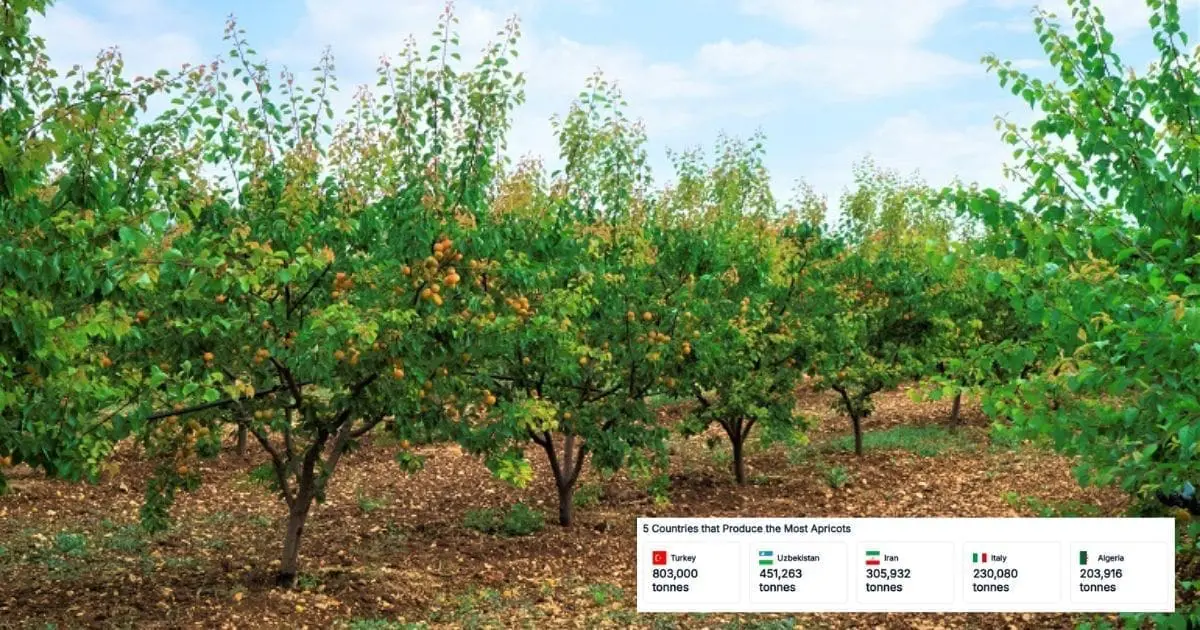Une production record de ce fruit propulse l’Algérie au top 5 mondial en 2025