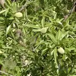 L’Algérie se hisse au 11ᵉ rang mondial dans cette filière agricole clé