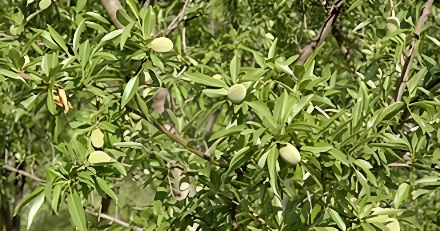L’Algérie se hisse au 11ᵉ rang mondial dans cette filière agricole clé