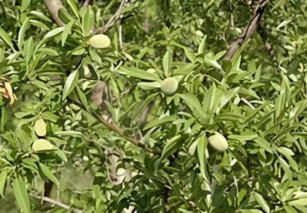 L’Algérie se hisse au 11ᵉ rang mondial dans cette filière agricole clé