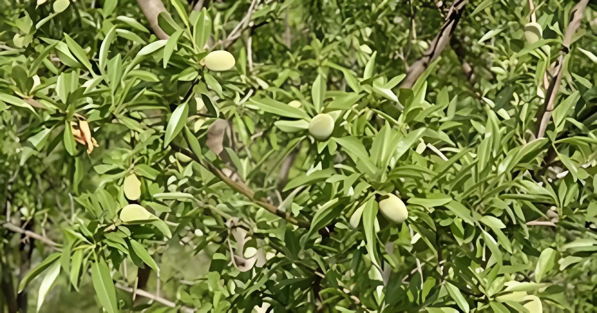 L’Algérie se hisse au 11ᵉ rang mondial dans cette filière agricole clé