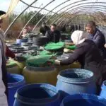 Le coupable s’apprêtat à inonder le marché…La gendarmerie fait une découverte horrifiante dans une ferme