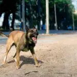 Il lâche ses malinois sur ses neveux : une querelle familiale laisse deux enfants blessés et traumatisés