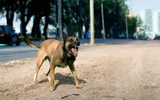 Il lâche ses malinois sur ses neveux : une querelle familiale laisse deux enfants blessés et traumatisés