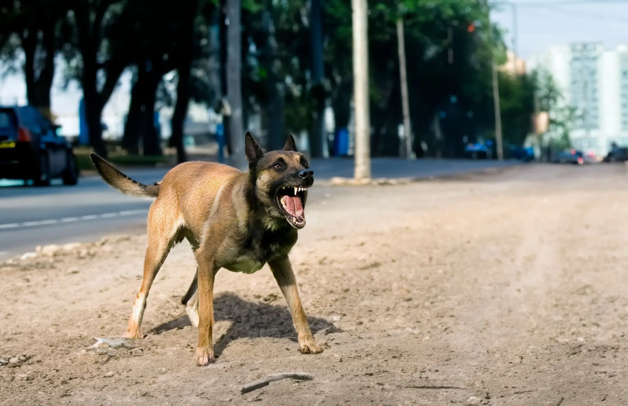 Il lâche ses malinois sur ses neveux : une querelle familiale laisse deux enfants blessés et traumatisés