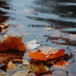 Temps froid en Algérie : un épisode pluvieux et neigeux à prévoir ce lundi 15 décembre